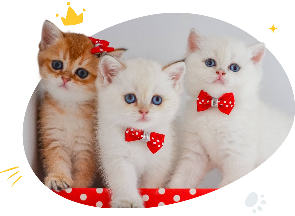 Kittens with red bows